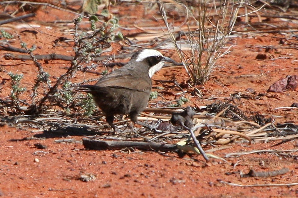 Hall's Babbler (Pomatostomus halli)